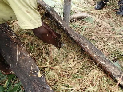 4�N�ؿ�ζ�ľ����o����ҺȆ���