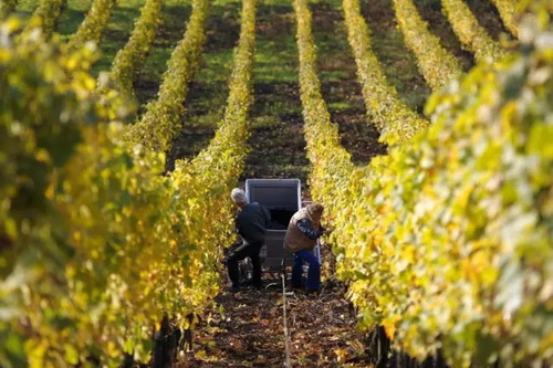 ���ѾƵ�����������ز���Ҫ��